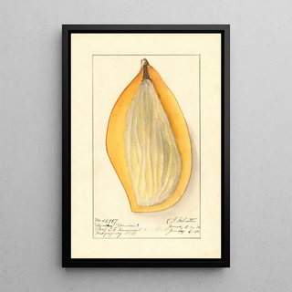Ellen Isham Schutt - Mangifera indica Ameeri.webp