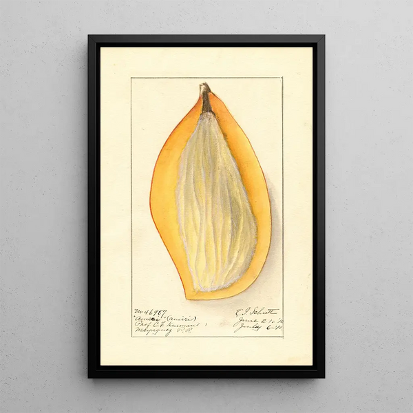Mangifera indica Ameeri - Ellen Isham Schutt — framed artwork on a wall
