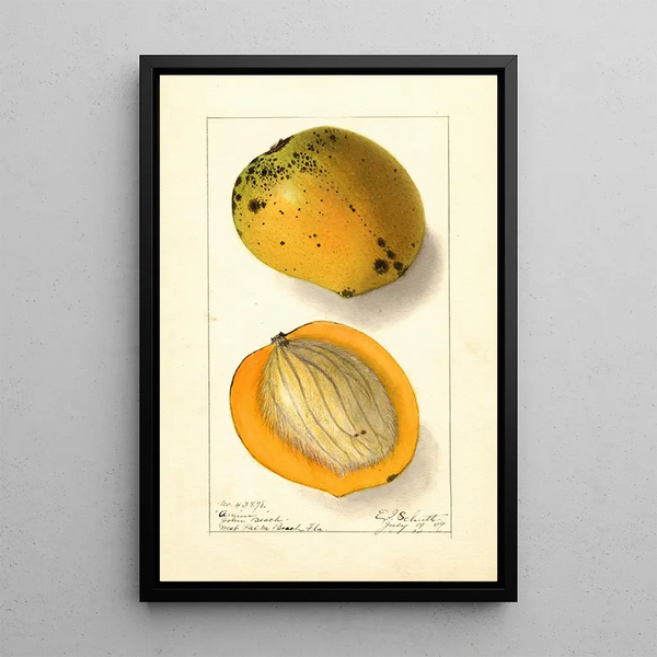 Mangifera indica Amiri - Ellen Isham Schutt — framed artwork on a wall