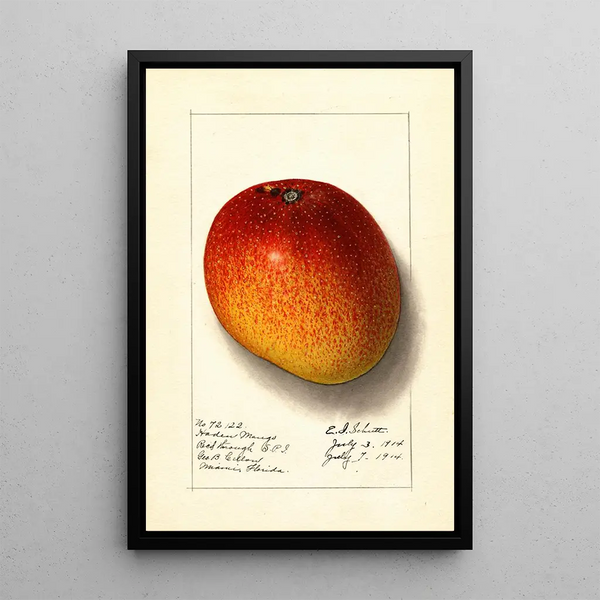 Mangifera indica Haden - Ellen Isham Schutt — framed artwork on a wall