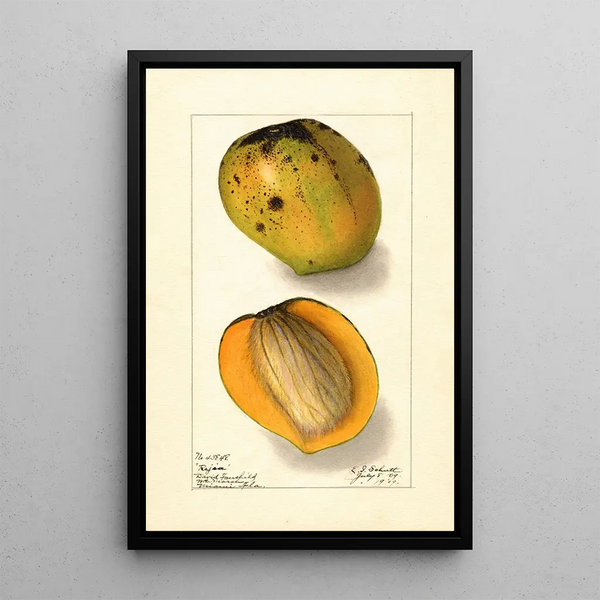 Mangifera indica Rajia - Ellen Isham Schutt — framed artwork on a wall