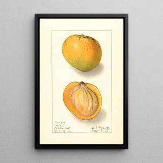 Ellen Isham Schutt - Mangifera indica Rose.webp