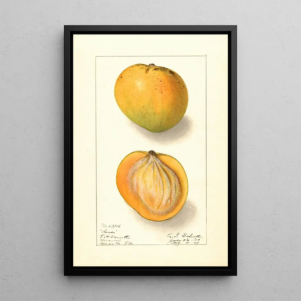 Mangifera indica Rose - Ellen Isham Schutt — framed artwork on a wall