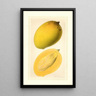 Ellen Isham Schutt - Mangifera indica Totafarice.webp