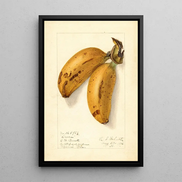Musa Dacca - Ellen Isham Schutt — framed artwork on a wall