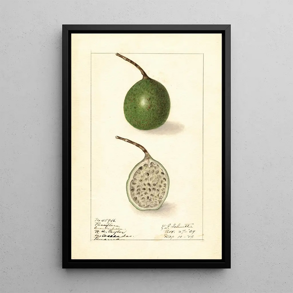 Passiflora - Ellen Isham Schutt — framed artwork on a wall