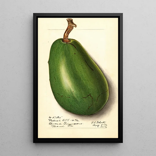 Persea Pollock - Ellen Isham Schutt — framed artwork on a wall