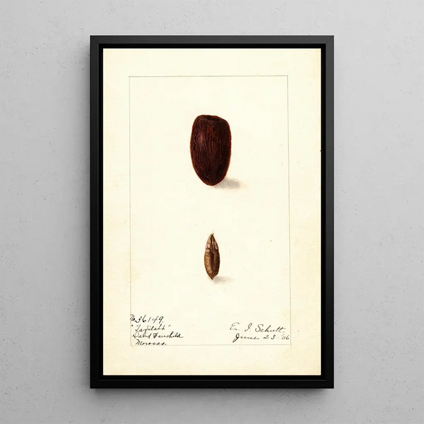 Phoenix dactylifera Tafilalt - Ellen Isham Schutt — framed artwork on a wall