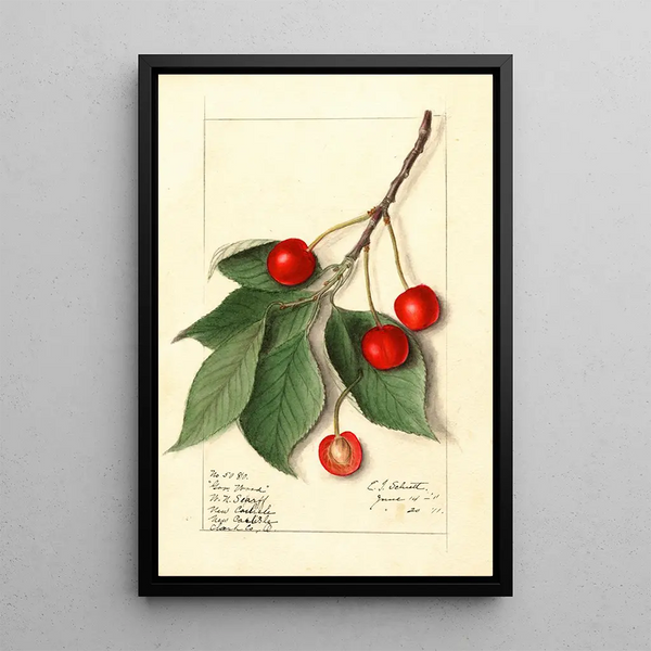 Prunus avium Govenor Wood - Ellen Isham Schutt | Painting — framed artwork on a wall