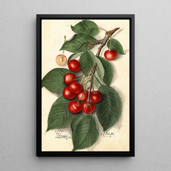 Prunus avium Ida - Ellen Isham Schutt — framed artwork on a wall