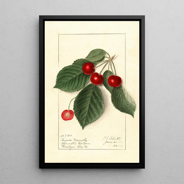 Prunus avium Royal Novelle - Ellen Isham Schutt — framed artwork on a wall