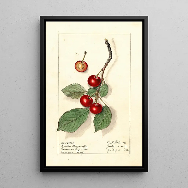 Prunus avium Spate Amarelle - Ellen Isham Schutt — framed artwork on a wall