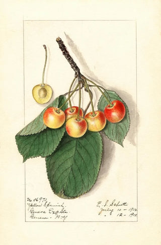 Ellen Isham Schutt - Prunus avium Yellow Spanish.webp