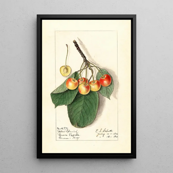Prunus avium Yellow Spanish - Ellen Isham Schutt — framed artwork on a wall