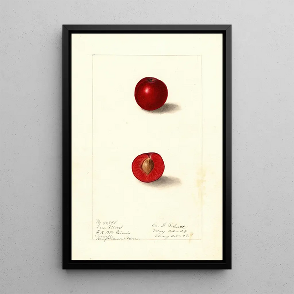 Prunus domestica Free Silver - Ellen Isham Schutt | Painting — framed artwork on a wall
