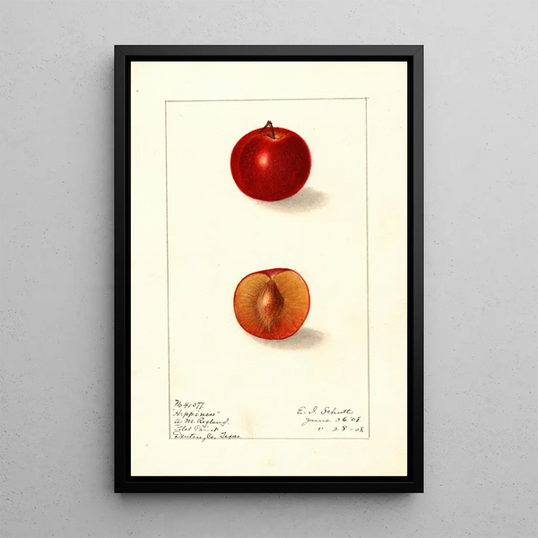 Prunus domestica Happiness - Ellen Isham Schutt — framed artwork on a wall