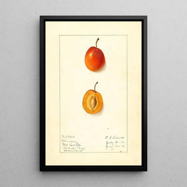 Prunus domestica Munson - Ellen Isham Schutt — framed artwork on a wall
