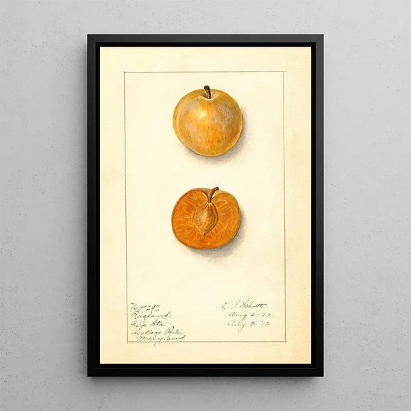 Prunus domestica Ragland - Ellen Isham Schutt — framed artwork on a wall