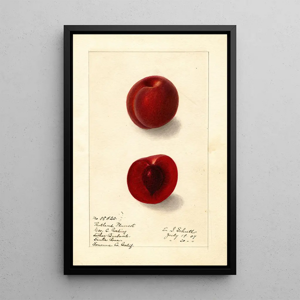 Prunus domestica Rutland Plumcot - Ellen Isham Schutt — framed artwork on a wall