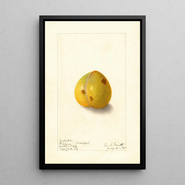 Prunus domestica Wickson - Ellen Isham Schutt — framed artwork on a wall