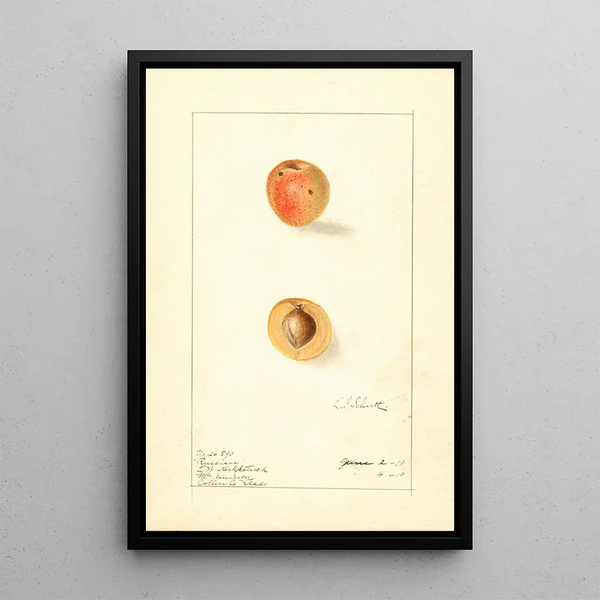 Prunus mume Russian - Ellen Isham Schutt — framed artwork on a wall
