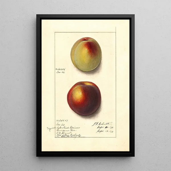 Prunus persica - Ellen Isham Schutt — framed artwork on a wall
