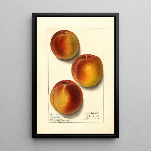 Prunus persica Elberta - Ellen Isham Schutt — framed artwork on a wall