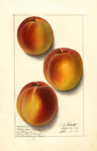 Ellen Isham Schutt - Prunus persica Elberta.webp