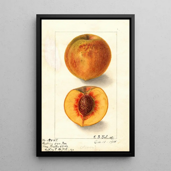 Prunus persica Oliver - Ellen Isham Schutt — framed artwork on a wall