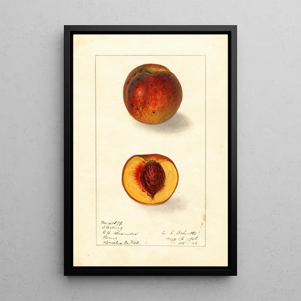 Prunus persica Sterling - Ellen Isham Schutt — framed artwork on a wall