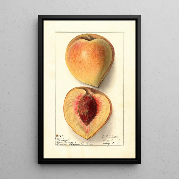 Prunus persica Texan - Ellen Isham Schutt — framed artwork on a wall