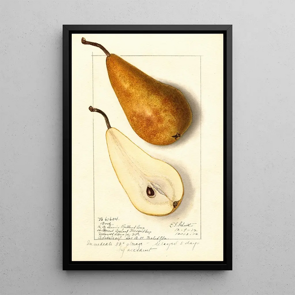 Pyrus communis Bosc - Ellen Isham Schutt — framed artwork on a wall