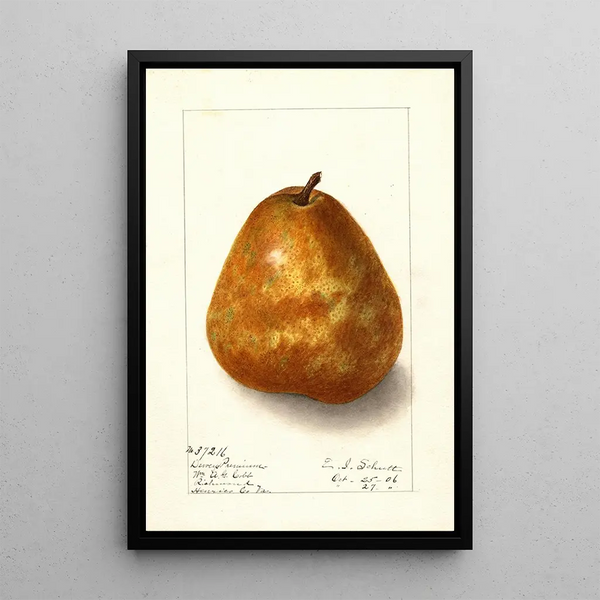 Pyrus communis Deweys Premium - Ellen Isham Schutt — framed artwork on a wall