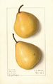 Pyrus communis Howell - Ellen Isham Schutt — vista de la obra