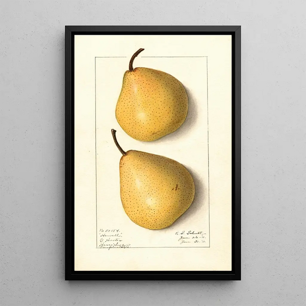 Pyrus communis Howell - Ellen Isham Schutt — framed artwork on a wall