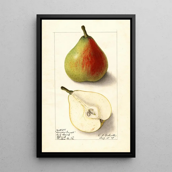 Pyrus communis Lawson Comet - Ellen Isham Schutt — framed artwork on a wall