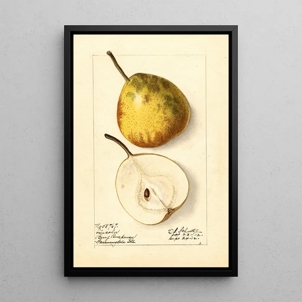 Pyrus communis Lincoln - Ellen Isham Schutt — framed artwork on a wall