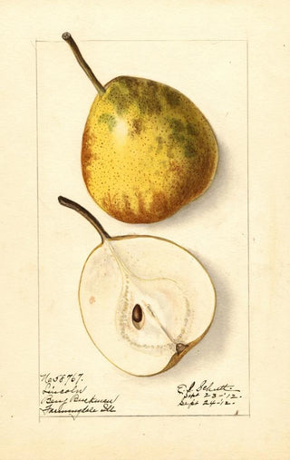Ellen Isham Schutt - Pyrus communis Lincoln.webp
