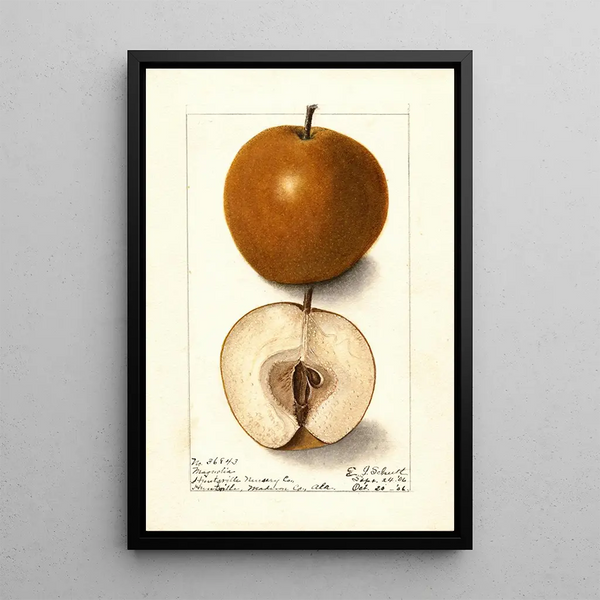 Pyrus communis Magnolia - Ellen Isham Schutt — framed artwork on a wall