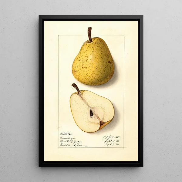 Ellen Isham Schutt - Pyrus communis Onondaga.webp