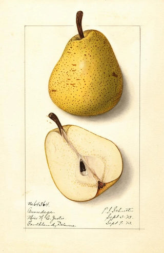 Ellen Isham Schutt - Pyrus communis Onondaga.webp