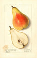 Pyrus communis Souvenir del Congreso - Ellen Isham Schutt — vista de la obra