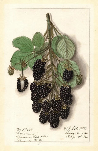 Ellen Isham Schutt - Rubus Agawam.webp