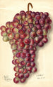 Vitis Rodites - Ellen Isham Schutt — vista de la obra