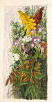 Flores silvestres - Ellen Robbins — vista de la obra