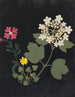 álbum de flores en papel recortado pl. 03 - Ellen W. | W — vista de la obra
