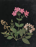 Album de flores en papel recortado pl. 07 - Ellen W. — vista de la obra