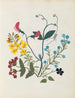 álbum de flores en papel recortado pl. 09 - Ellen W. | W — vista de la obra