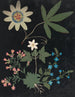 Paper Cut Flowers Album Painting pl. 10 - Ellen W. — artwork view