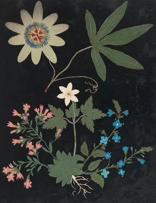 Ellen W - Album of cutpaper flowers Pl10.webp